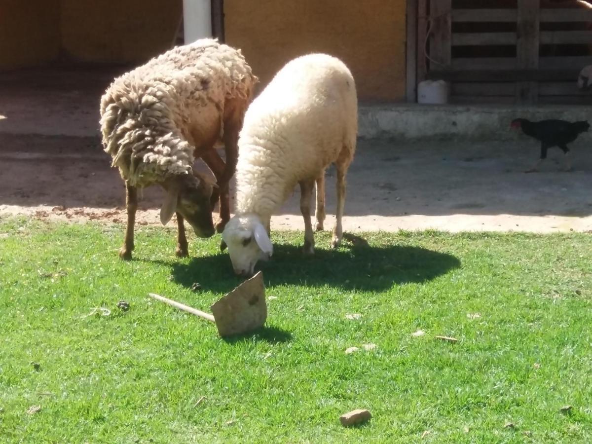 Molise Hotel Fazenda 塞拉内格拉 外观 照片